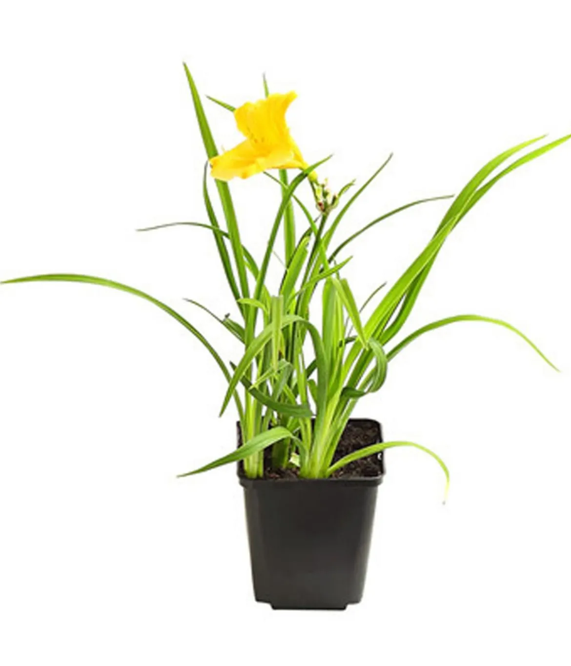 Bio Taglilie 'Stella d'Oro'