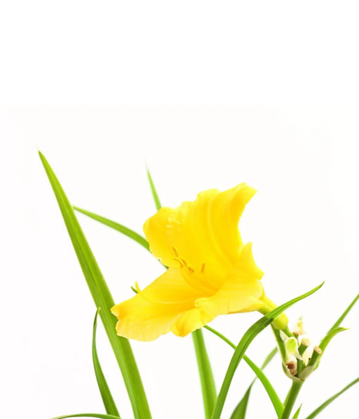 Bio Taglilie 'Stella d'Oro'