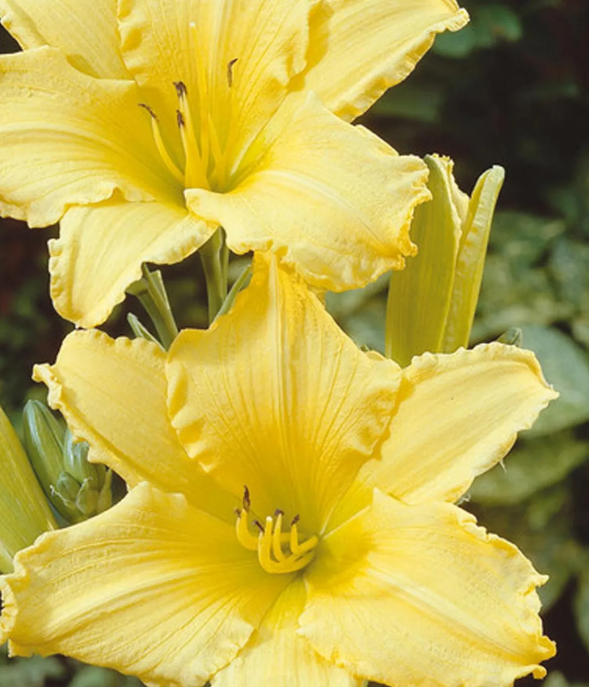 Bio Taglilie 'Stella d'Oro'