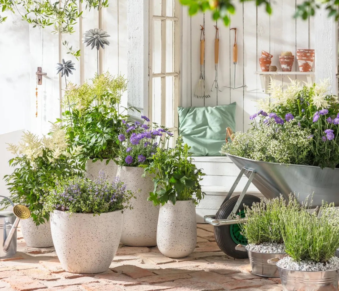Bio Tauben-Skabiose 'Butterfly Blue'