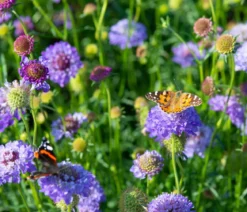 Bio Tauben-Skabiose 'Butterfly Blue'