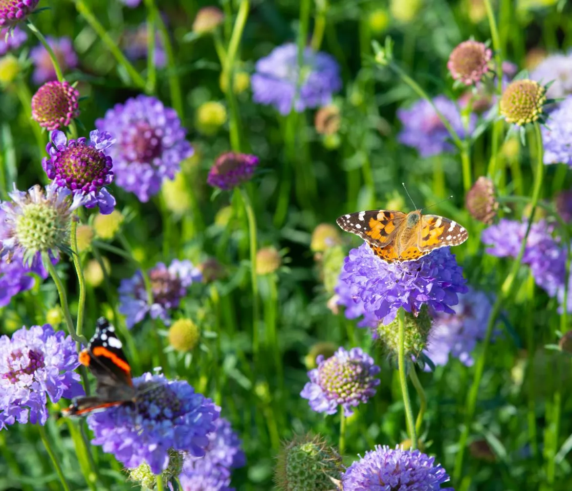 Bio Tauben-Skabiose 'Butterfly Blue'