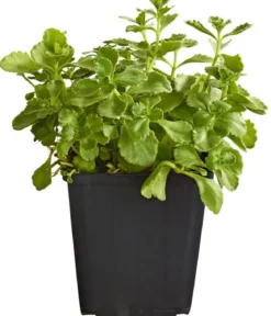 Bio Teppich-Fetthenne 'Purpur Winter'