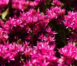 Bio Teppich-Fetthenne 'Purpur Winter'