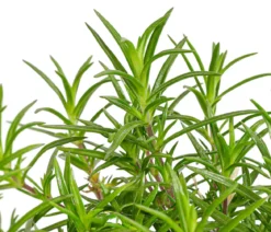 Bio Teppich-Flammenblume 'Bavaria'