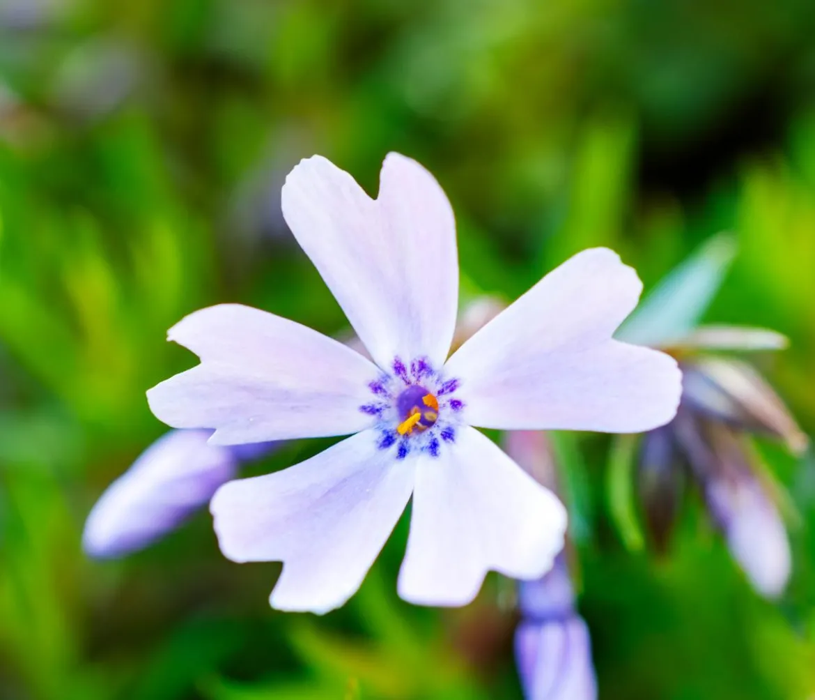 Bio Teppich-Flammenblume 'Bavaria'