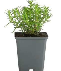 Bio Teppich-Flammenblume 'Bavaria'