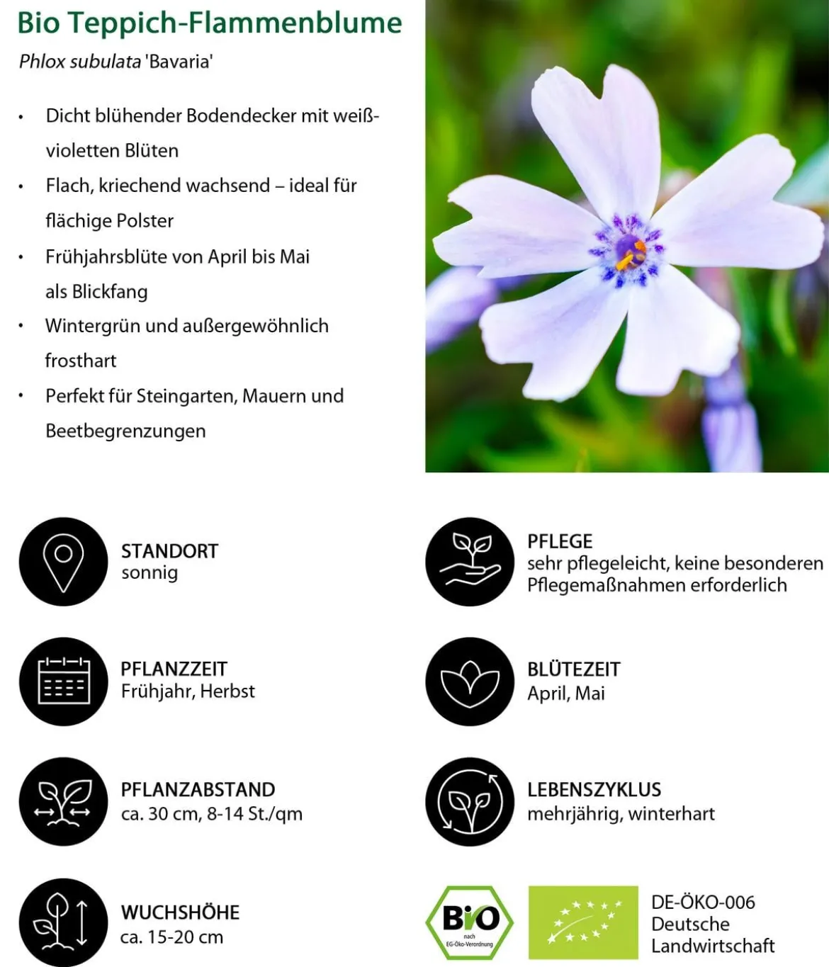 Bio Teppich-Flammenblume 'Bavaria'