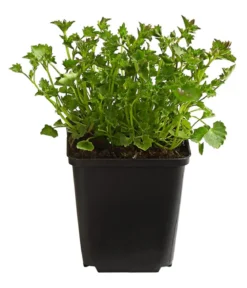 Bio Teppich-Glockenblume
