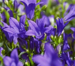 Bio Teppich-Glockenblume