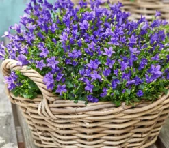 Bio Teppich-Glockenblume