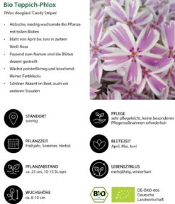 Bio Teppich-Phlox 'Candy Stripes'