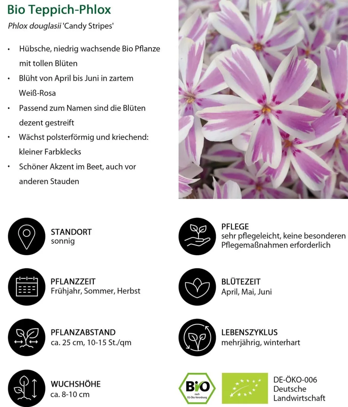 Bio Teppich-Phlox 'Candy Stripes'