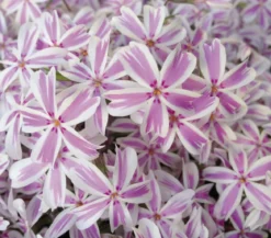 Bio Teppich-Phlox 'Candy Stripes'