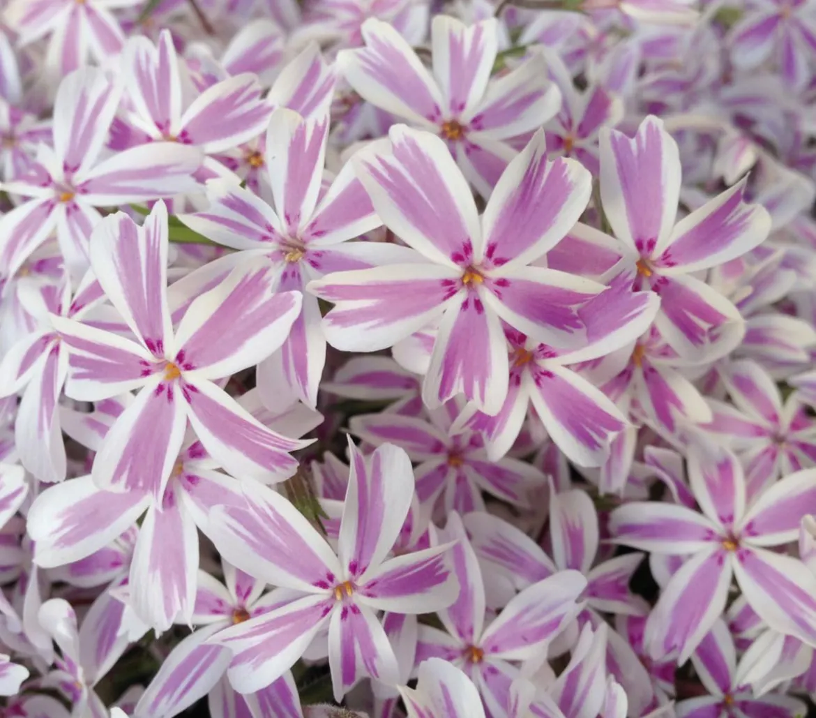 Bio Teppich-Phlox 'Candy Stripes'