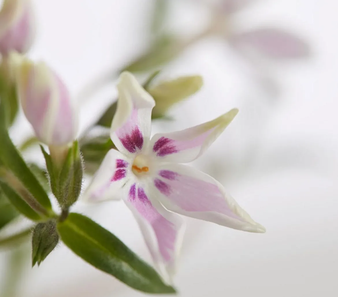 Bio Teppich-Phlox 'Candy Stripes'