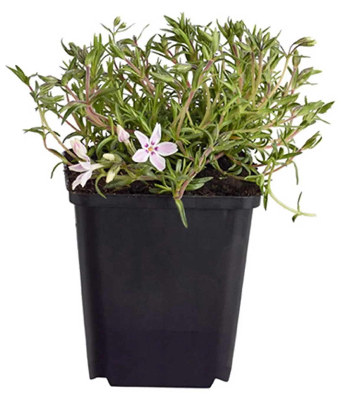 Bio Teppich-Phlox 'Candy Stripes'