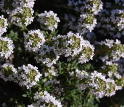 Bio Thymian