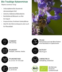 Bio Traubige Katzenminze 'Grog'