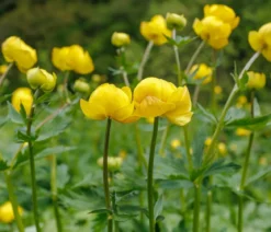 Bio Trollblume 'Golden Queen'