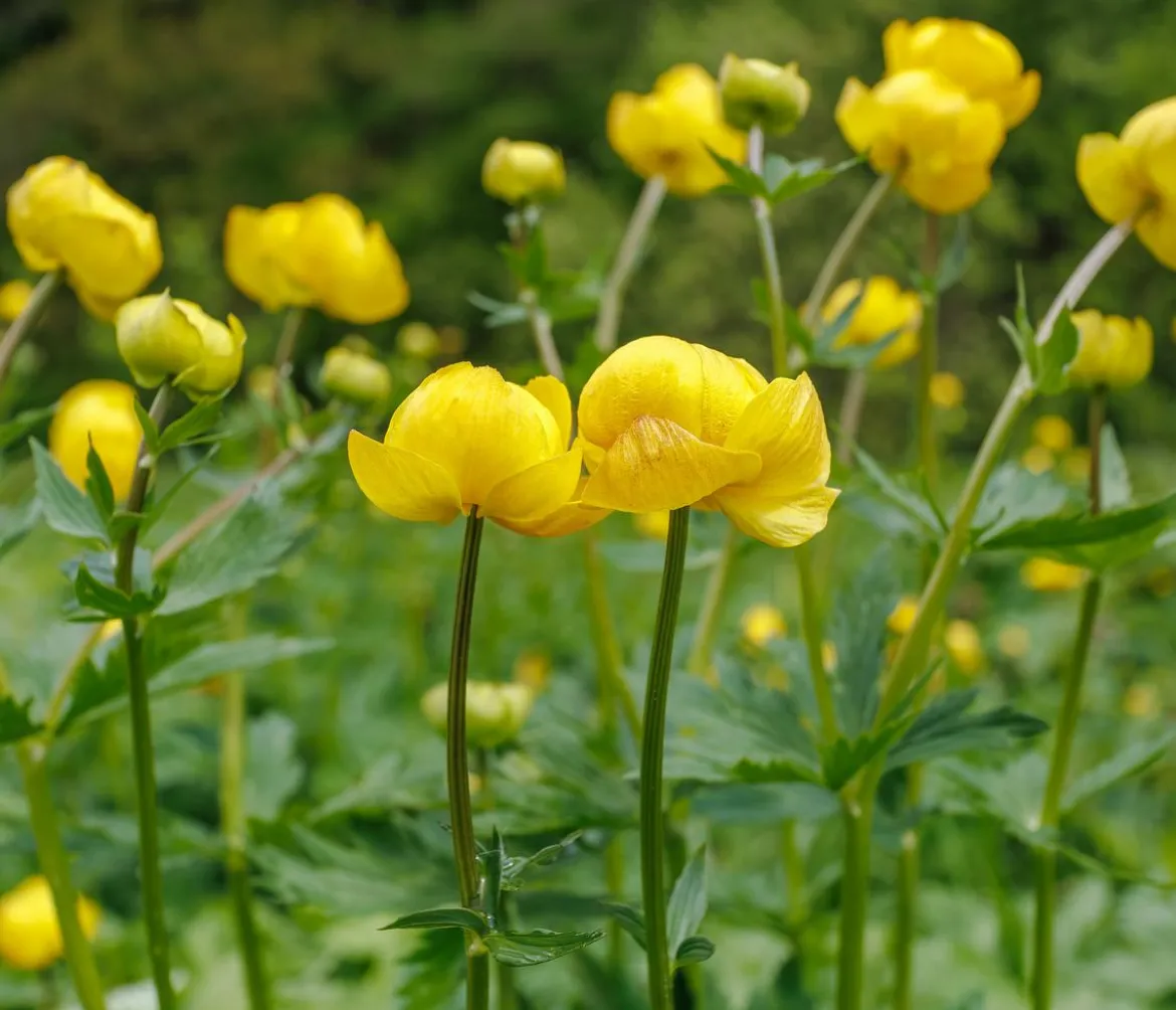 Bio Trollblume 'Golden Queen'