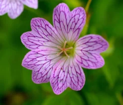 Bio Veränderlicher Storchschnabel