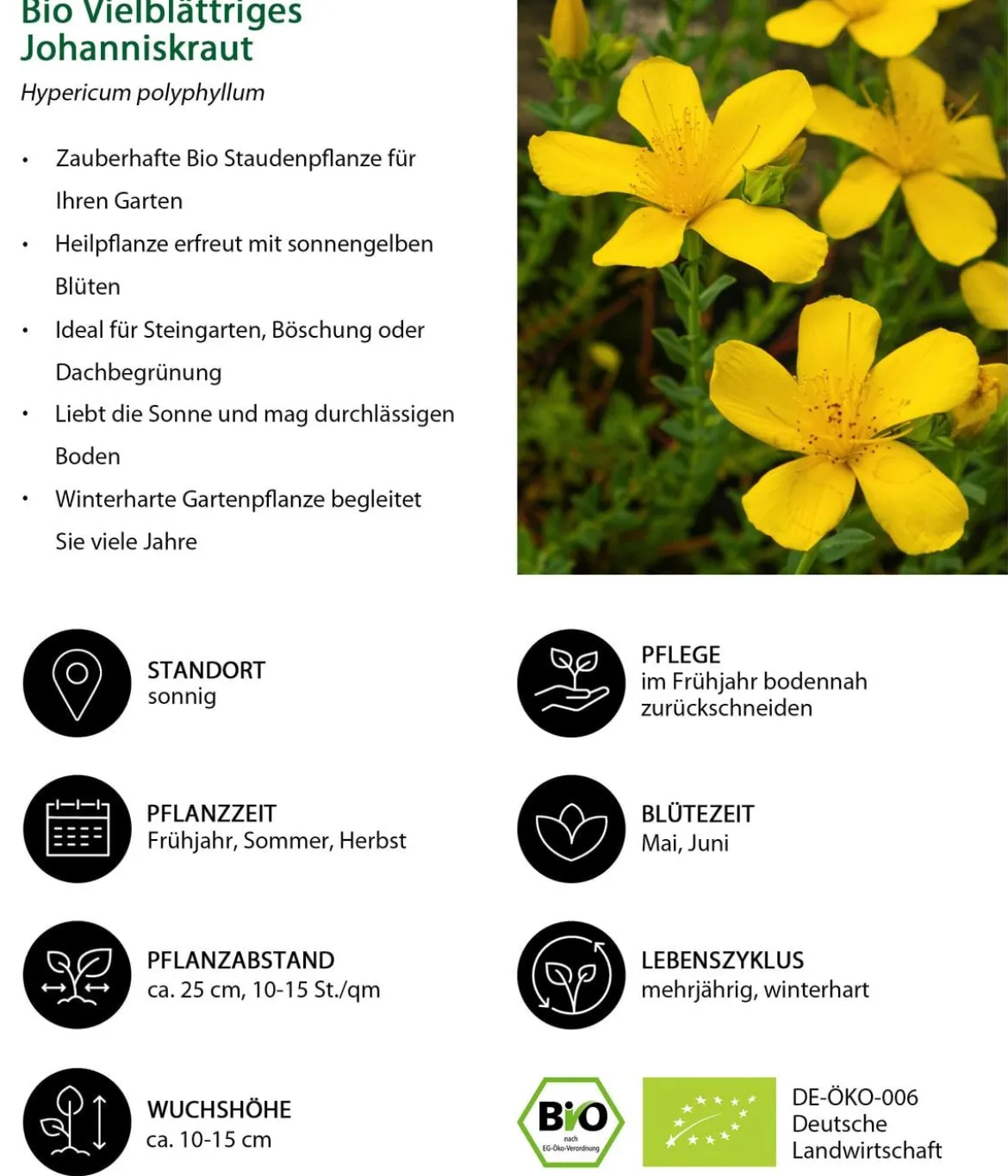 Bio Vielblättriges Johanniskraut