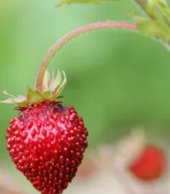 Bio Walderdbeere, 6er-Schale