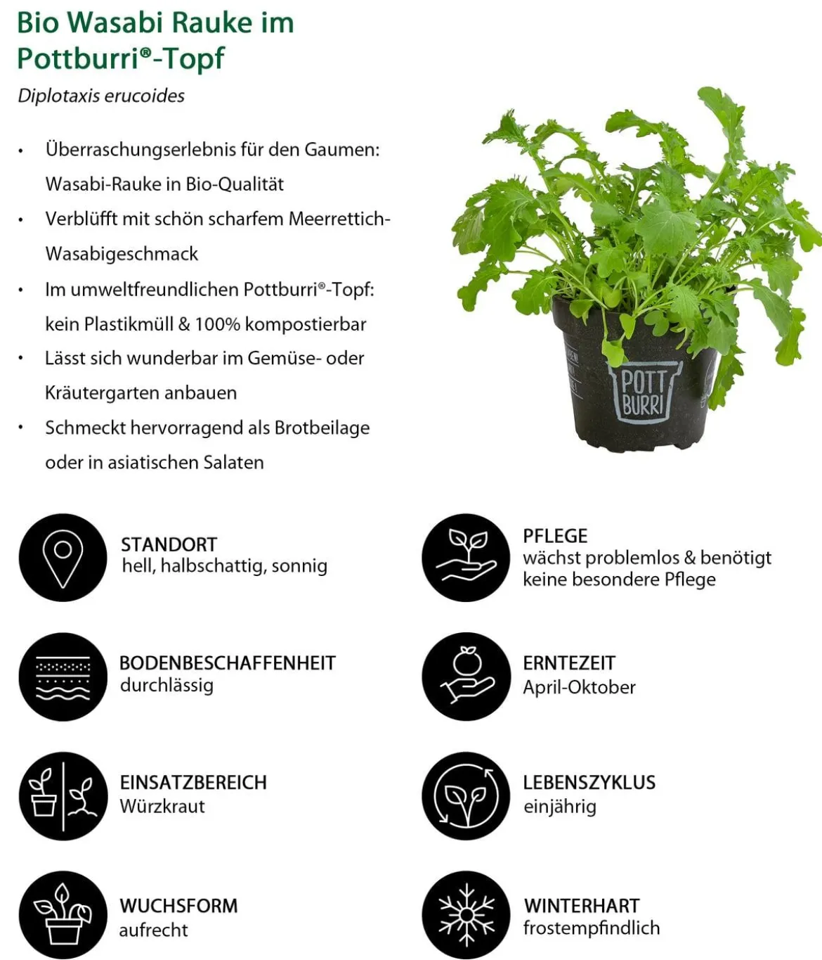 Bio Wasabi Rauke im Pottburri®-Topf