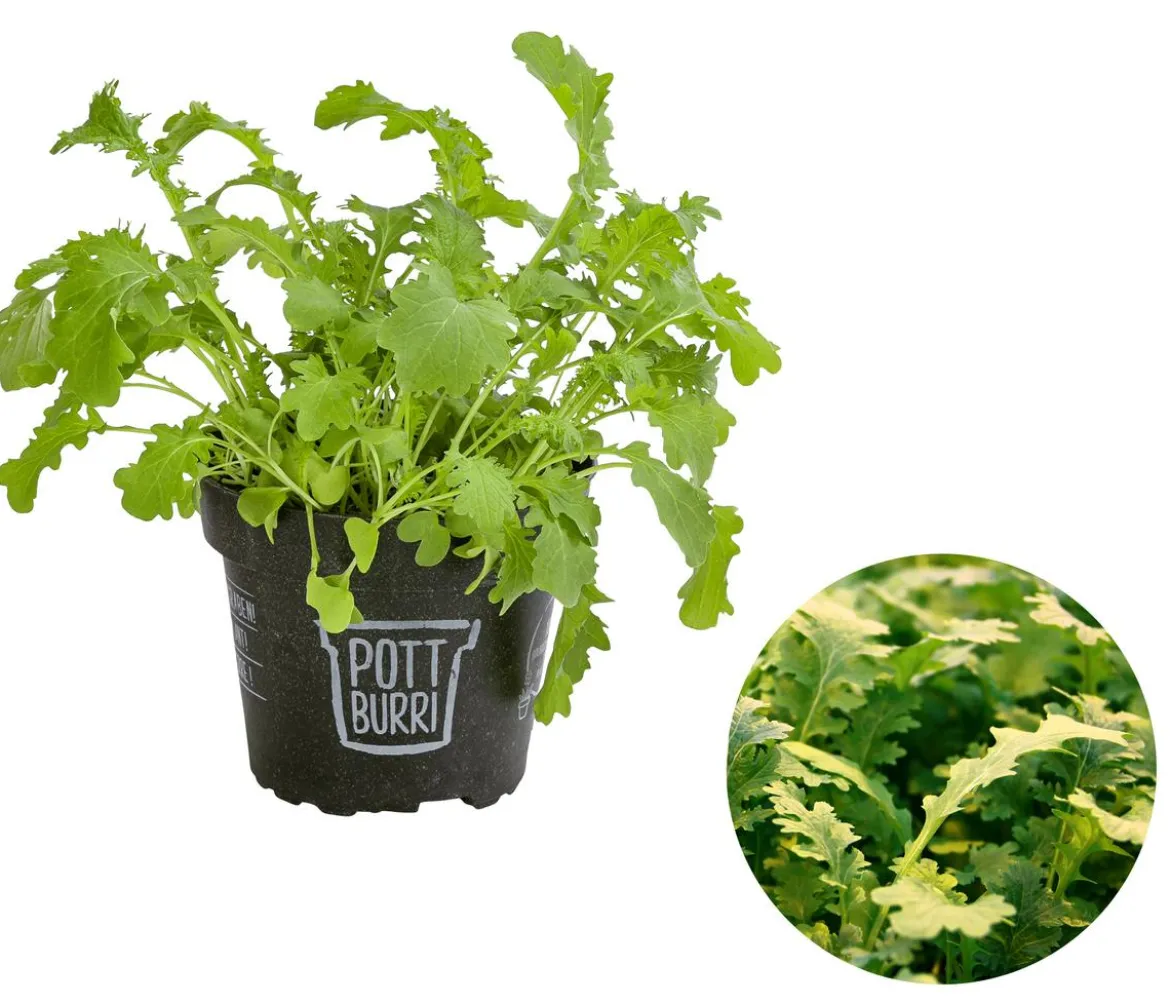 Bio Wasabi Rauke im Pottburri®-Topf