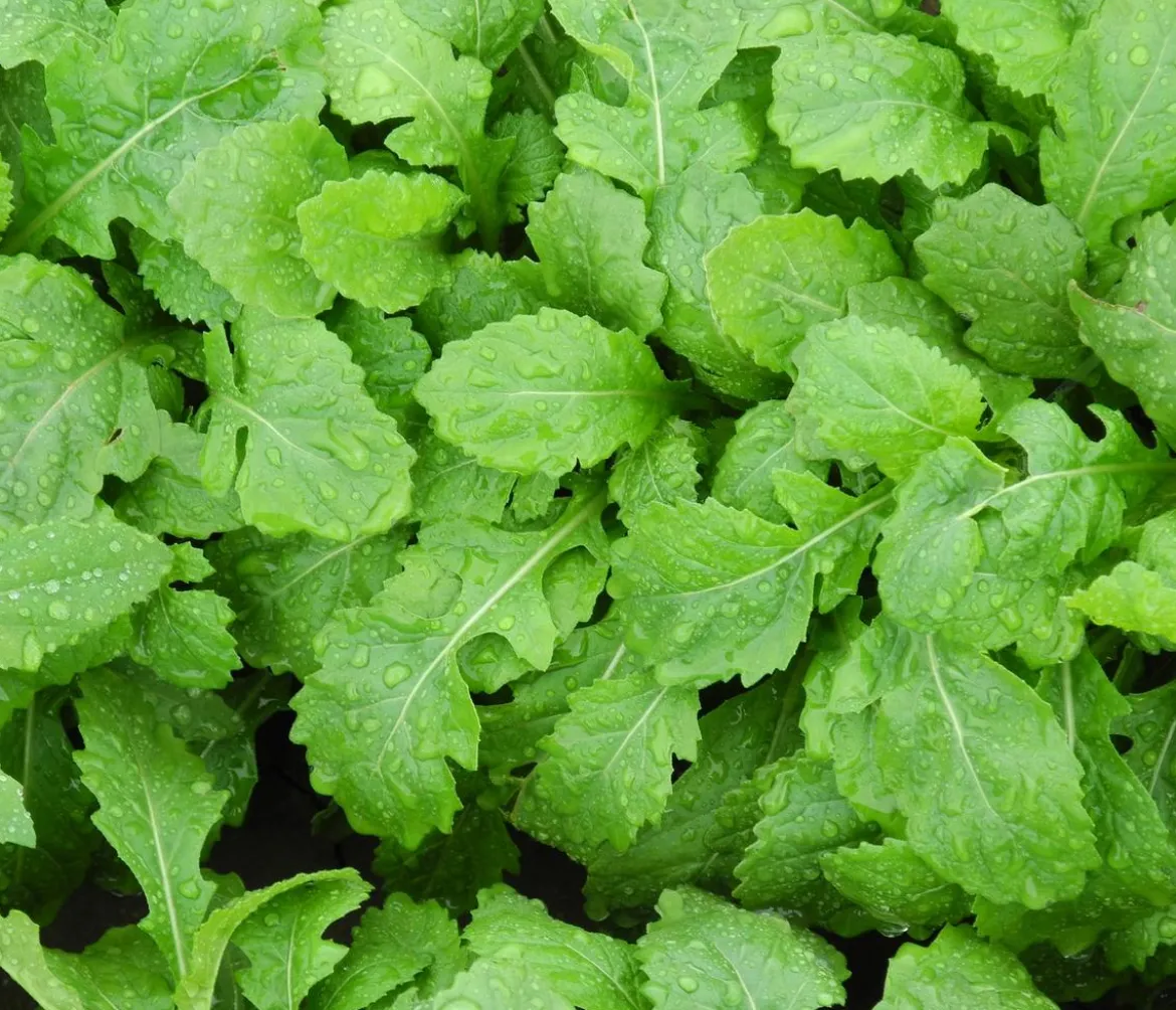 Bio Wasabi Rauke im Pottburri®-Topf