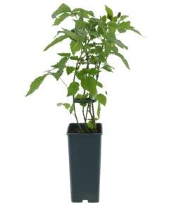 Bio Weiße Brombeere ‘Polarberry’®