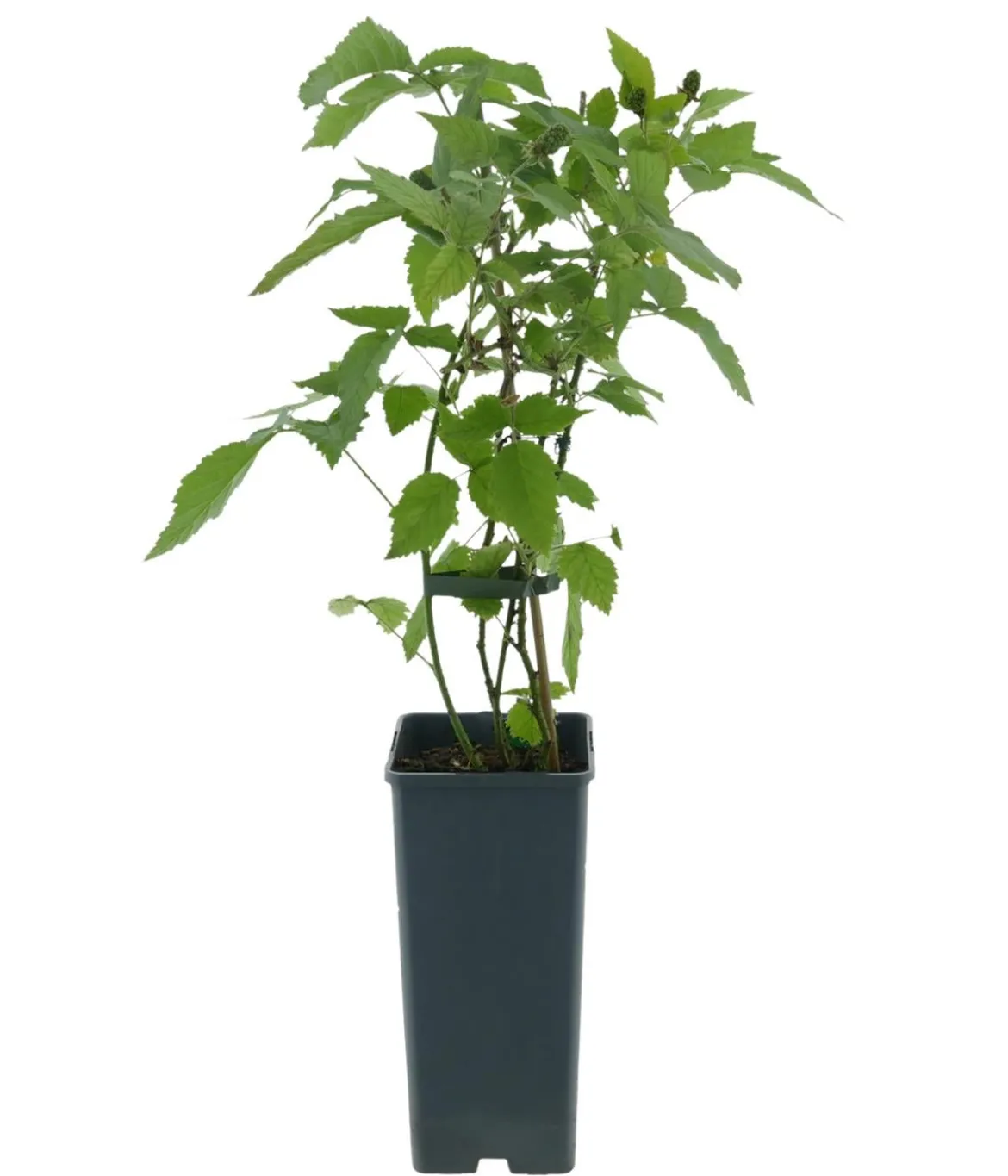 Bio Weiße Brombeere ‘Polarberry’®