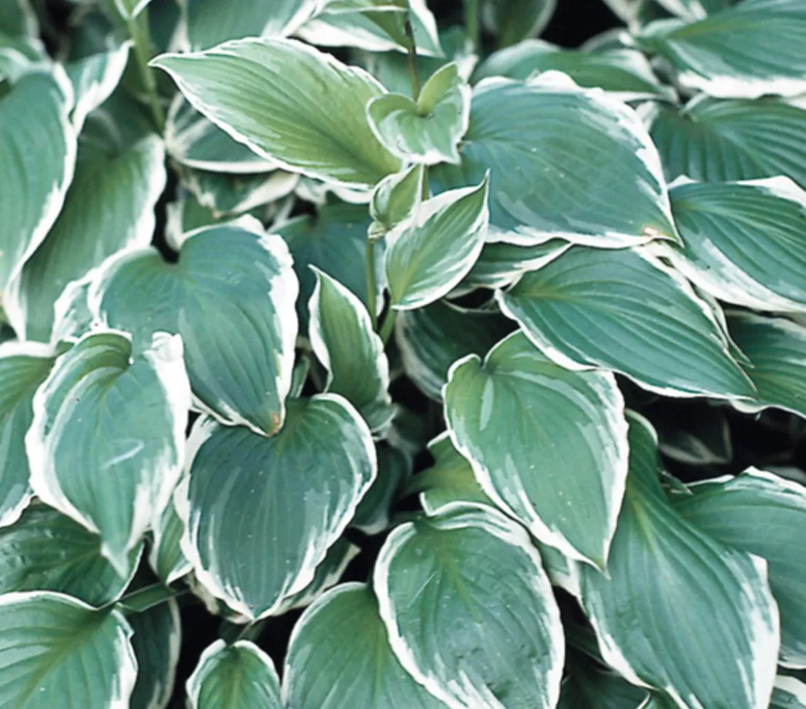 Bio Wellblattfunkie 'Albomarginata'