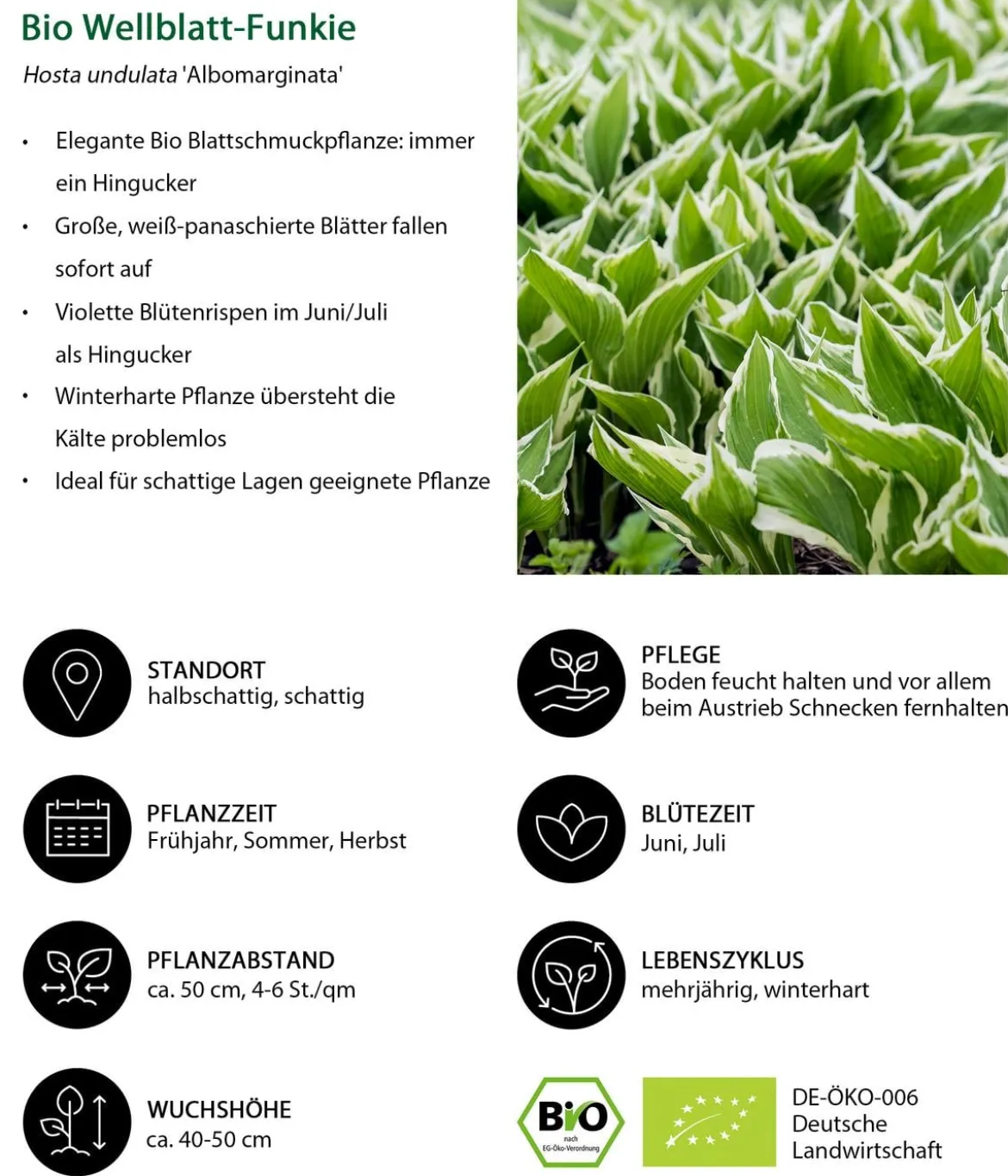 Bio Wellblattfunkie 'Albomarginata'
