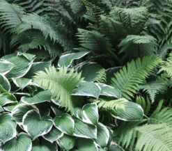 Bio Wellblattfunkie 'Albomarginata'