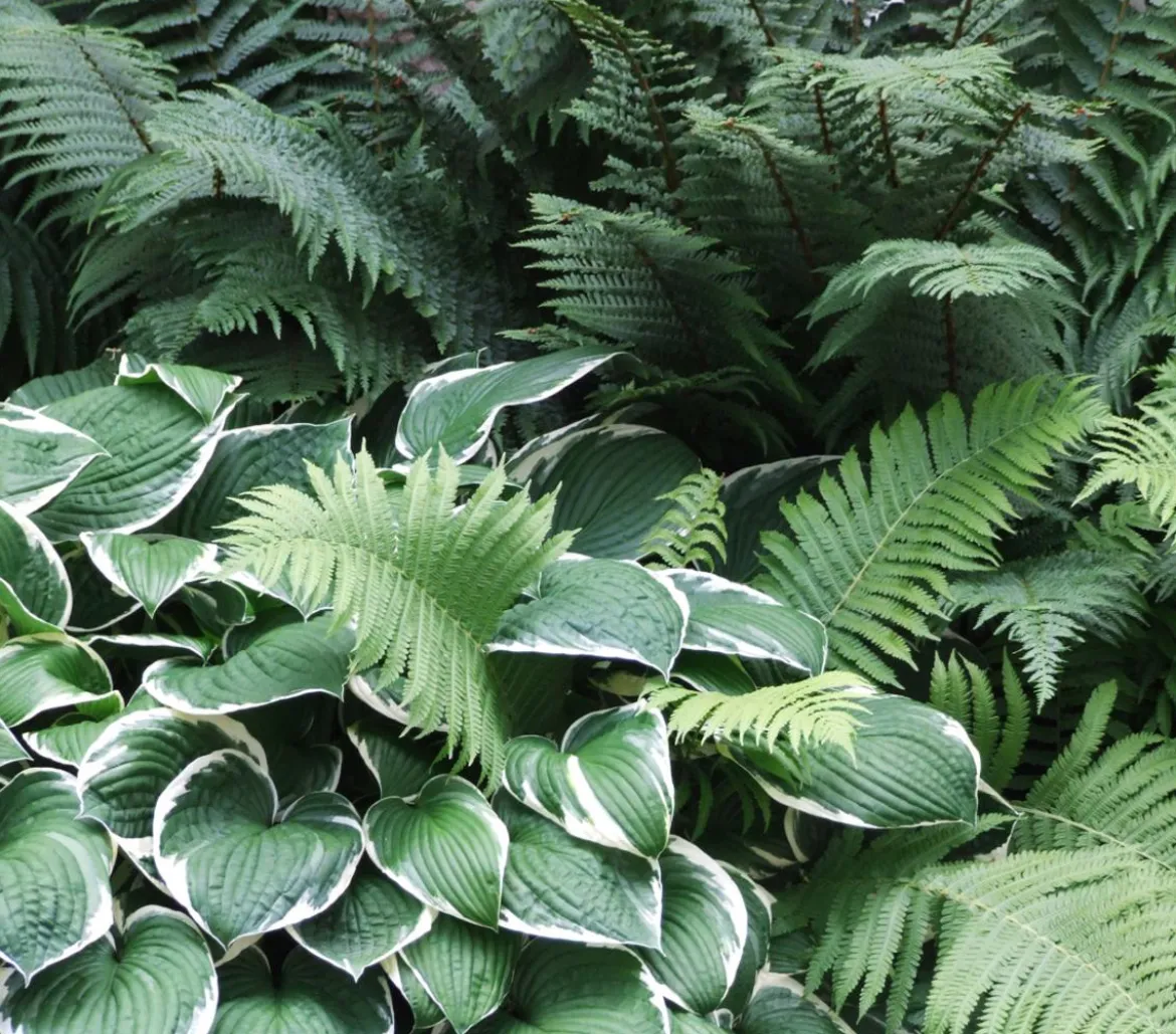 Bio Wellblattfunkie 'Albomarginata'