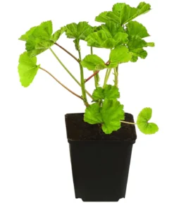 Bio Wild-Malve 'Zebrina'