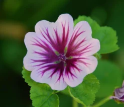 Bio Wild-Malve 'Zebrina'