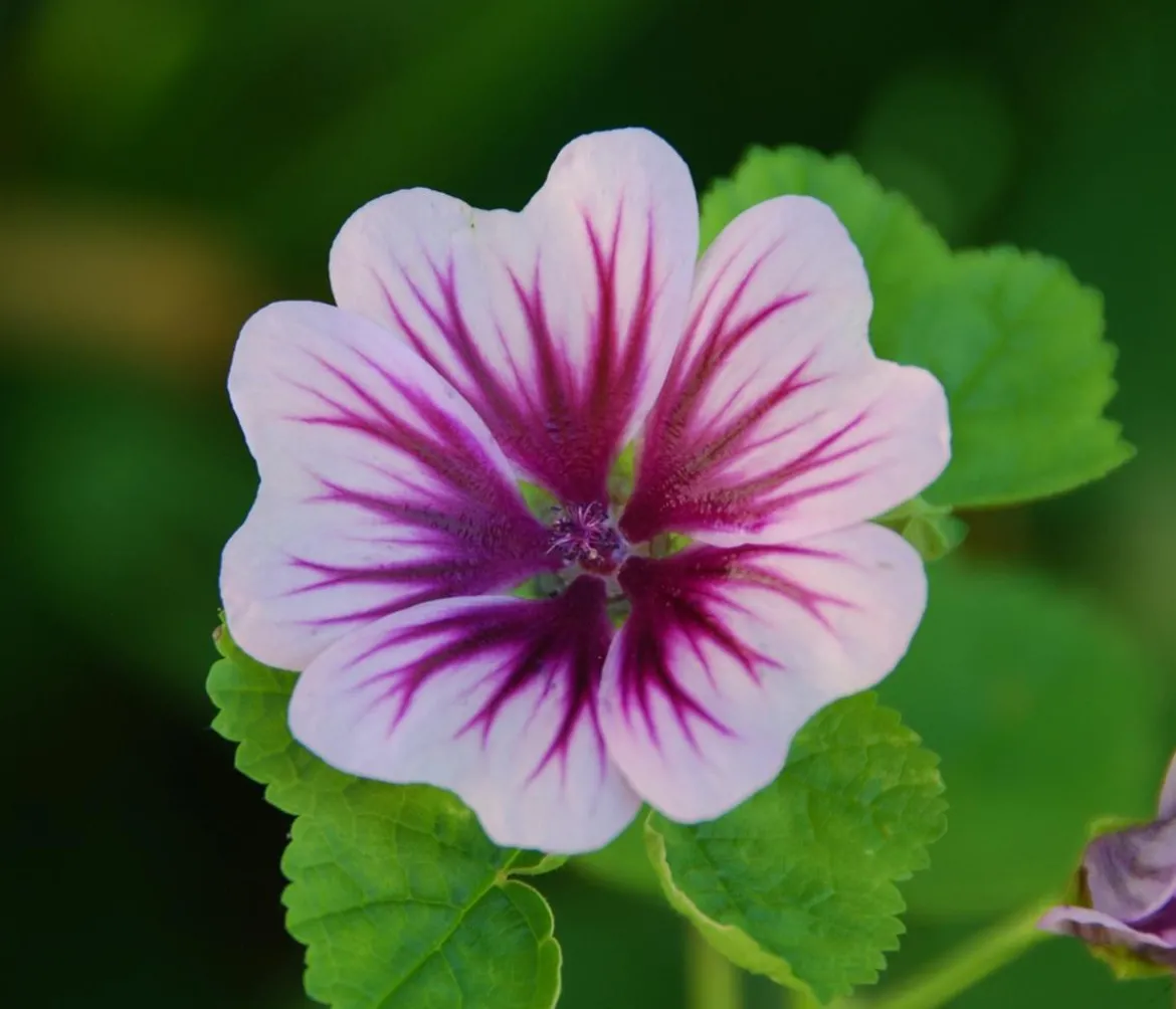 Bio Wild-Malve 'Zebrina'