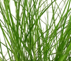 Bio Winkel-Segge