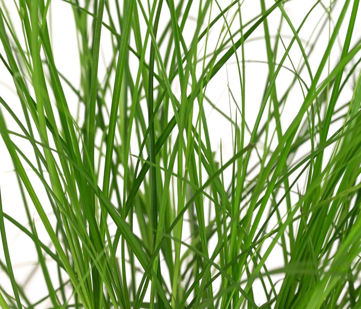Bio Winkel-Segge