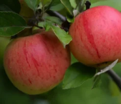 Bio Winterapfel 'Benoni'