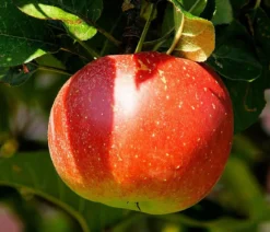 Bio Winterapfel 'Cox Orange Pippin'