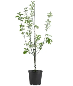 Bio Winterapfel 'Jonagold'