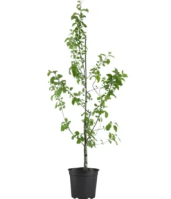 Bio Winterapfel 'Roter Boskoop'