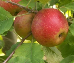 Bio Winterapfel 'Roter Boskoop'
