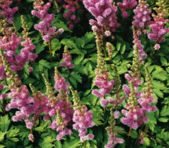 Bio Zwerg-Astilbe