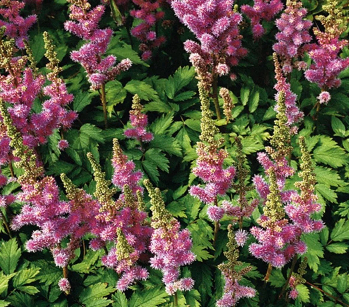Bio Zwerg-Astilbe