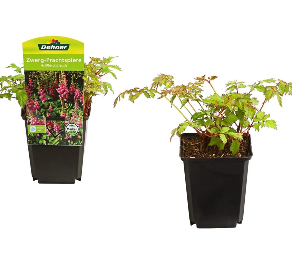 Bio Zwerg-Astilbe